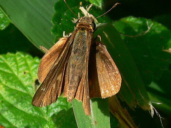 Ocola skipper