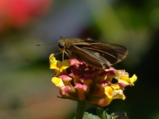 Ocola skipper