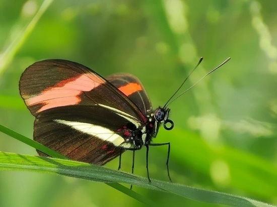 Almendra común