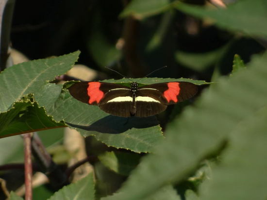 Almendra común