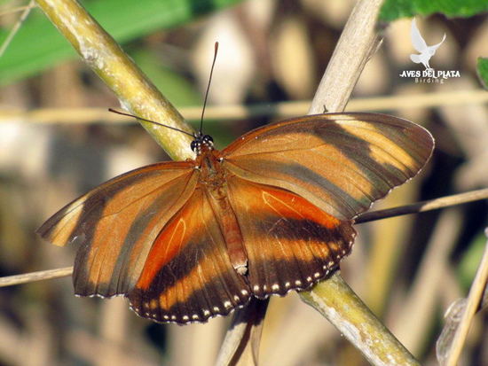 Banded orange