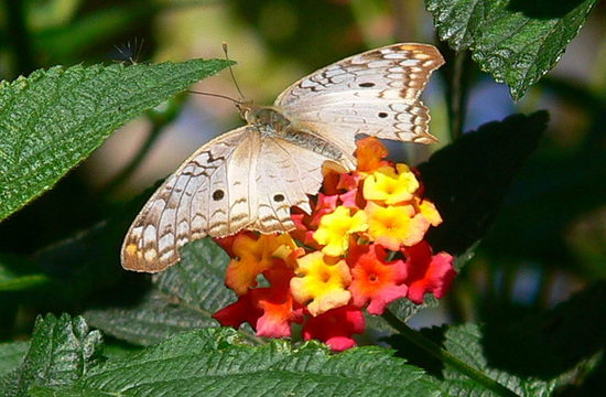Cenicienta