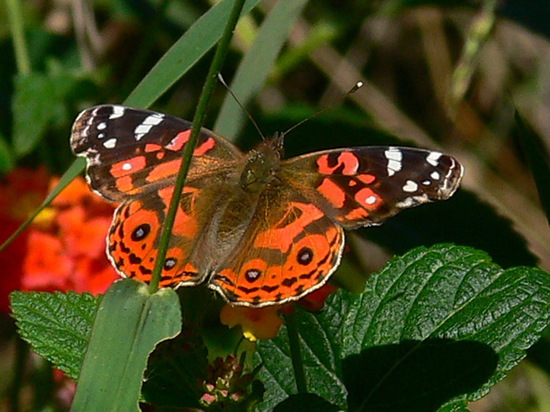 Dama pintada 
