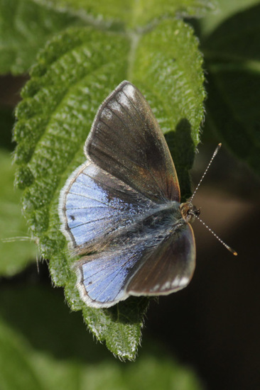 Frotadora enana