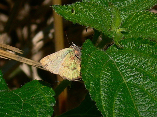 Frotadora esmeralda coluda