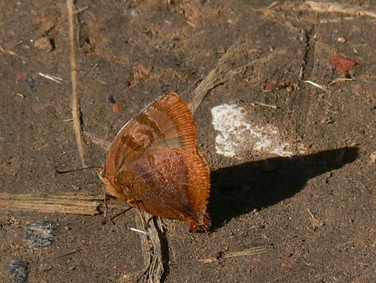 Malina hairstreak