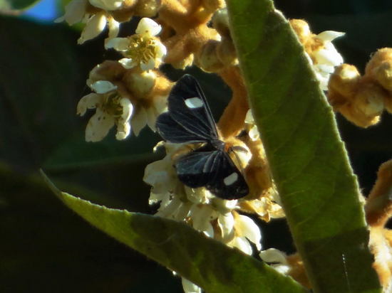 Geometrid moth
