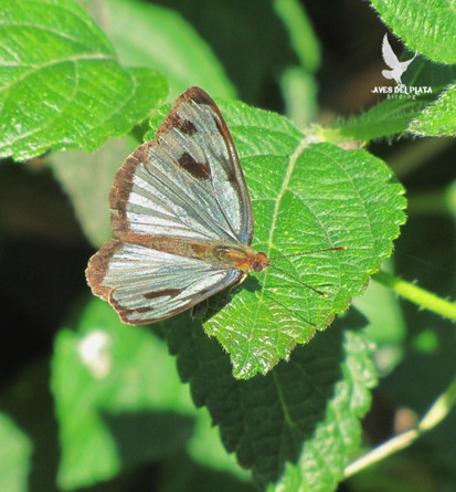 Four-spotted Sailor