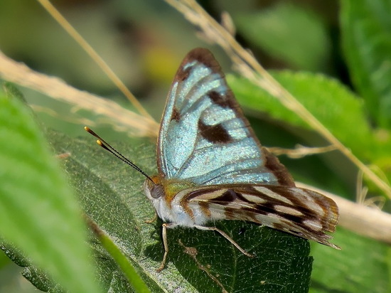Four-spotted Sailor