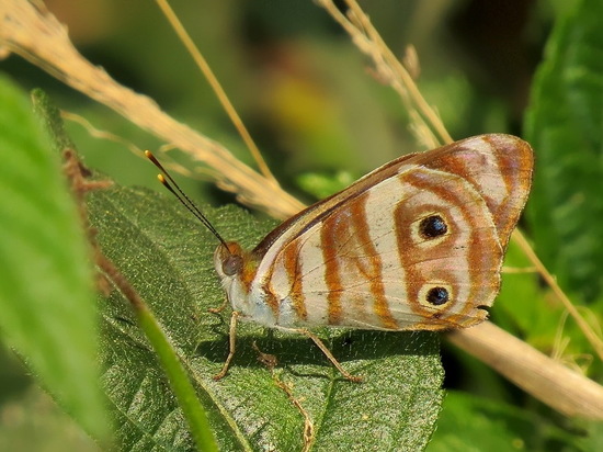 Four-spotted Sailor