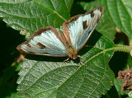 Ninfa verde