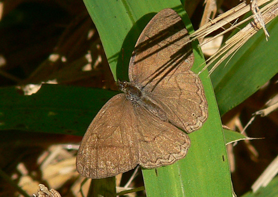 Poltys satyr