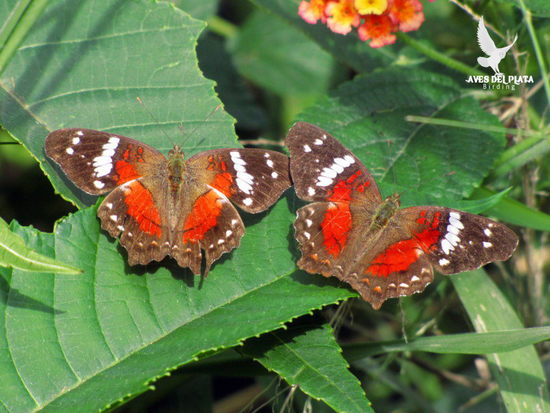Princesa roja