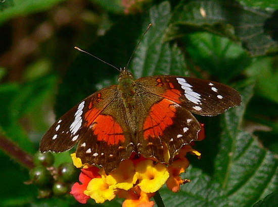 Princesa roja