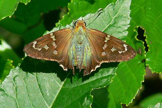Long-tailed skipper