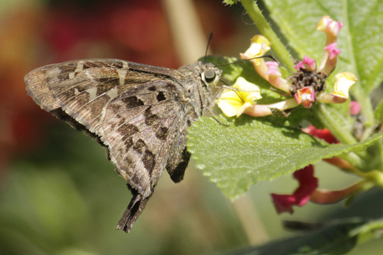 Long-tailed skipper