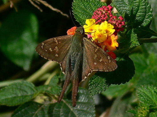 Long-tailed skipper