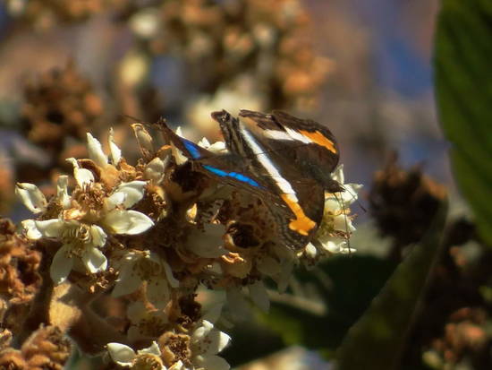 Laurentia Emperor