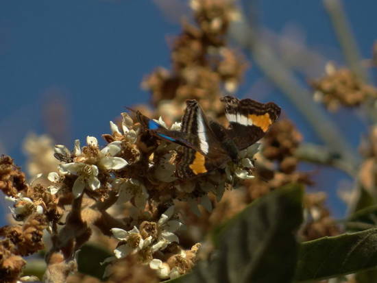 Laurentia Emperor