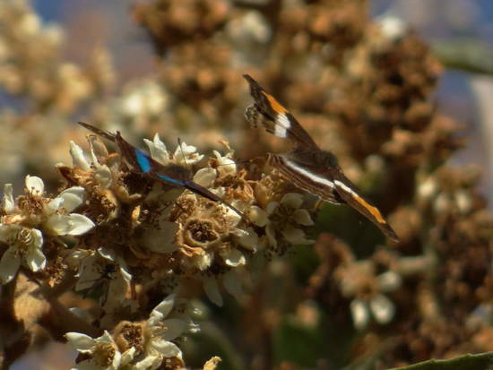 Laurentia Emperor