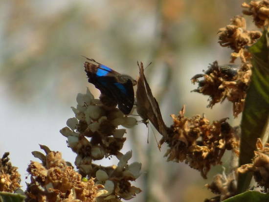 Laurentia Emperor