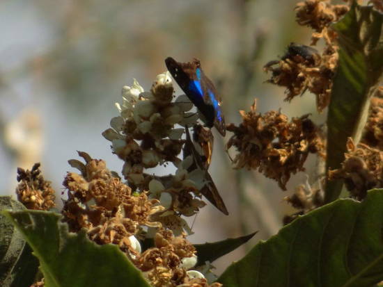 Laurentia Emperor