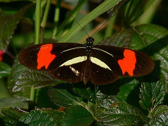 Banded longwing