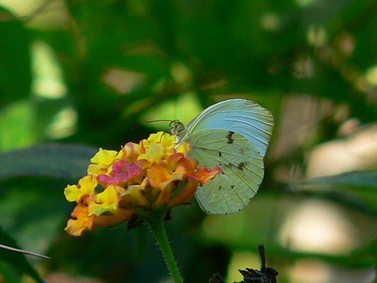 Ghost yellow