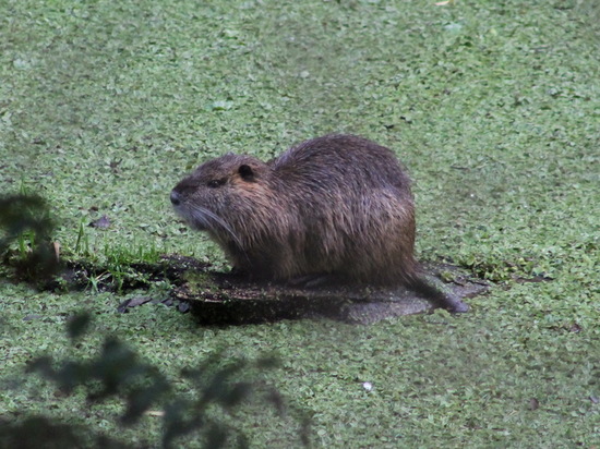 Coypu