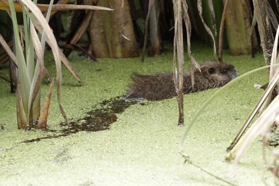 Coypu