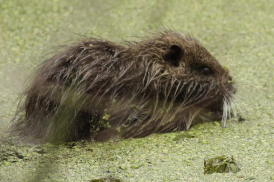 Coypu