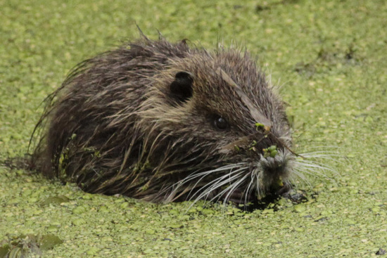Coypu