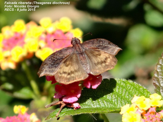 Dichrous skipper