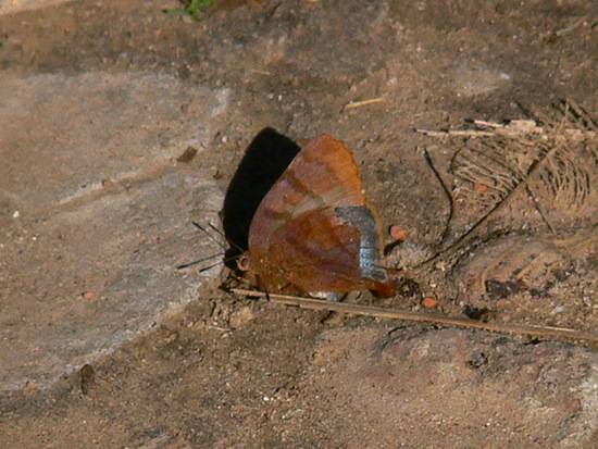 Malina hairstreak
