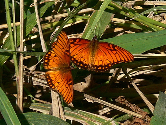 Mexican silverspot