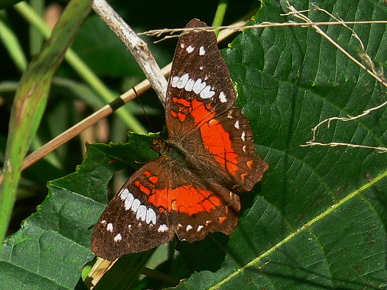 Red peacock