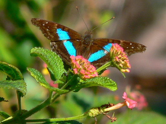 Laurentia Emperor