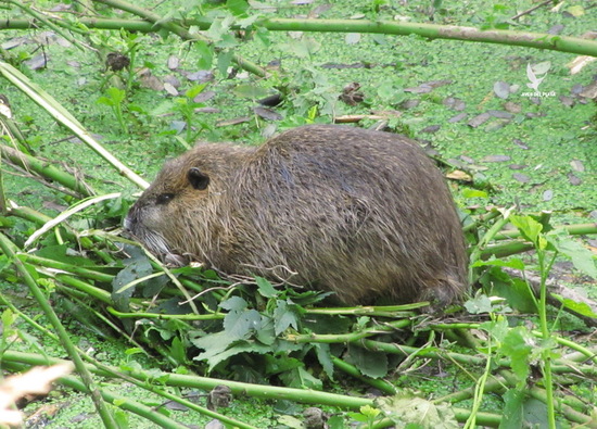 Coypu