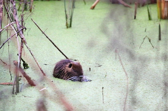 Coypu