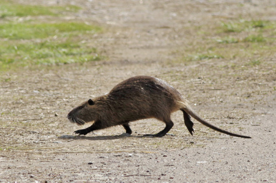 Coypu