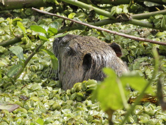 Coypu