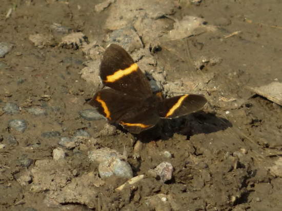 Lyssipoides metalmark