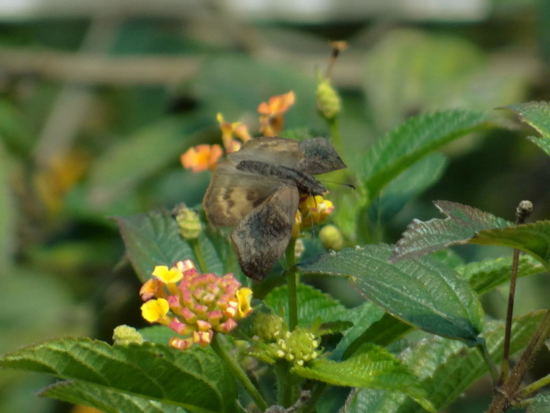 Dichrous skipper