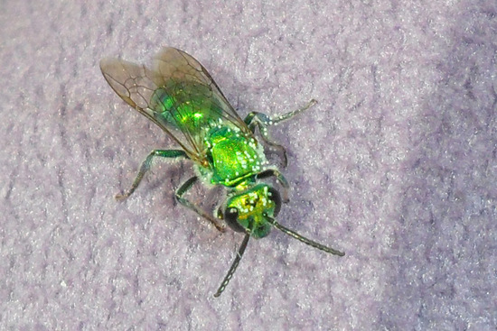 Abeja del sudor 