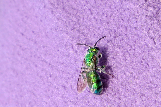 Abeja del sudor 