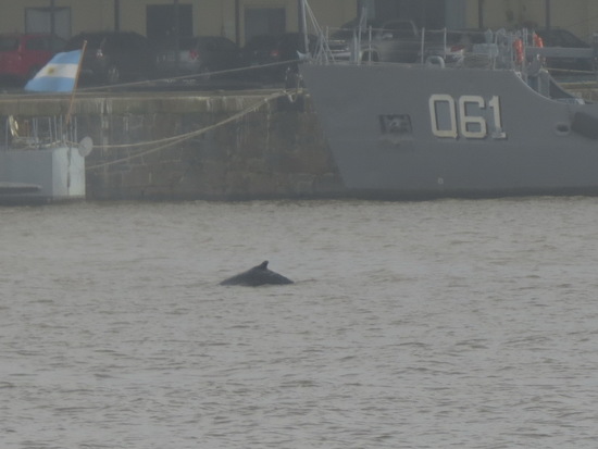 Humpback whale