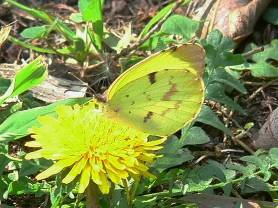Common yellow