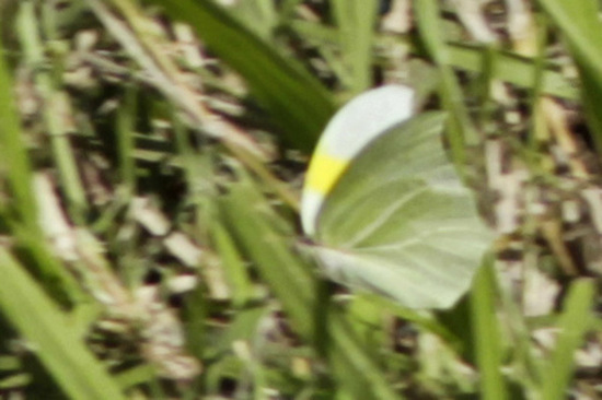 Mancha de azufre