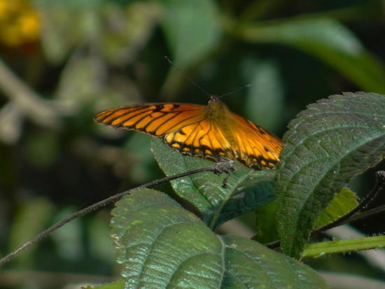 Mexican silverspot