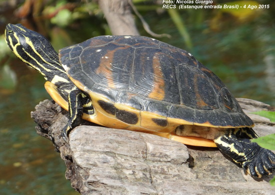 Cooter
